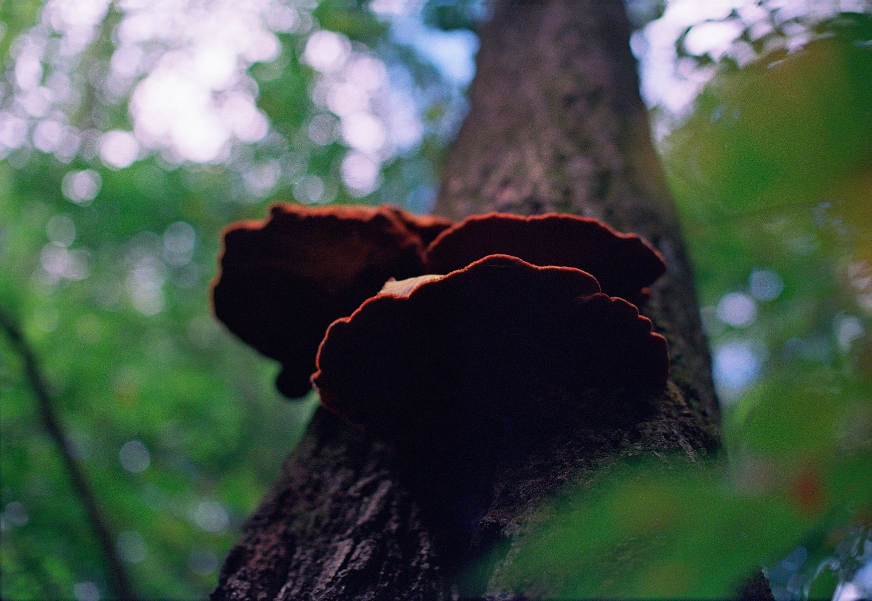 68fdad2f54c425b7e4ef6480