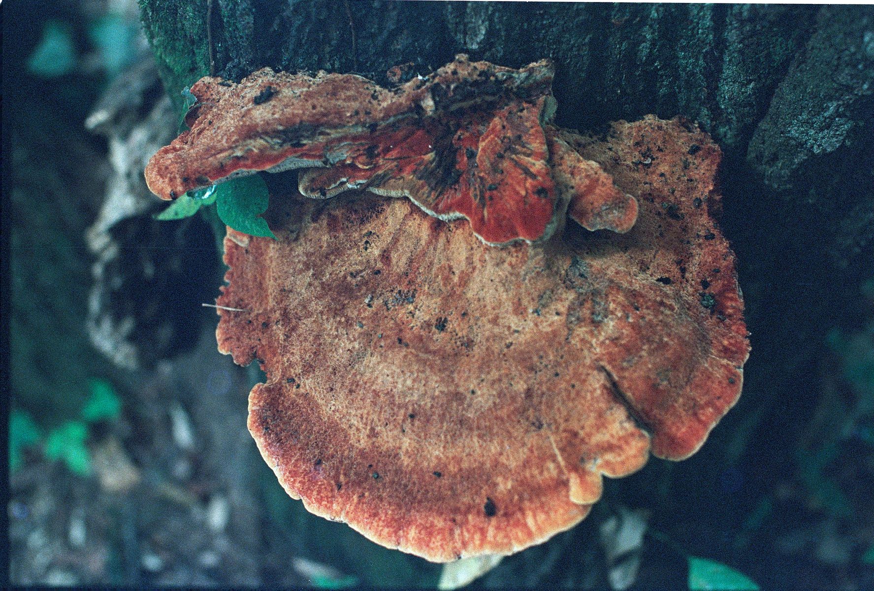 68fdad2f54c425b7e4ef6480